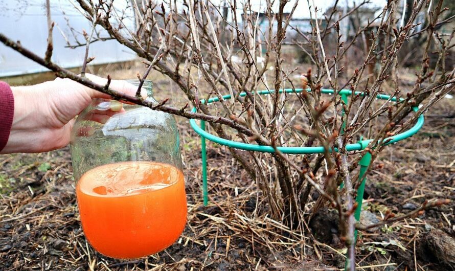 Головна обробка кущів смородини весною, щоб літом збирати великий врожай