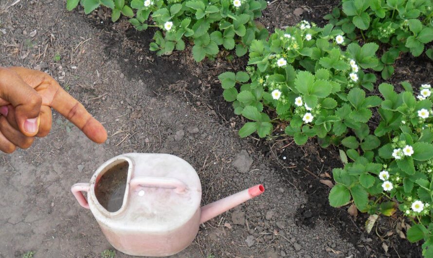 Догляд за полуницею у період цвітіння. Що слід зробити, щоб було багато зав’язків