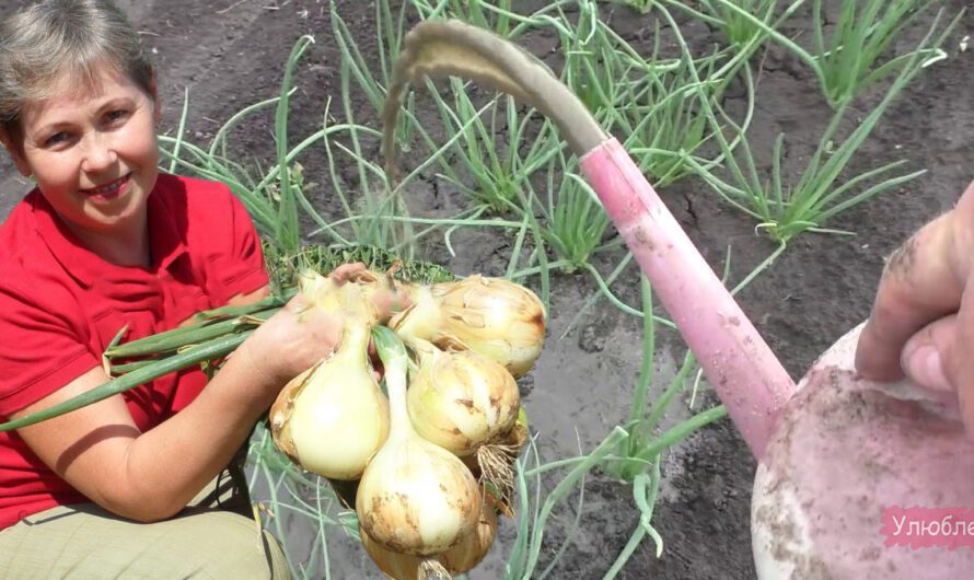 Чим потрібно полити цибулю у червні, щоб виросла велика і не чіпали шкідники