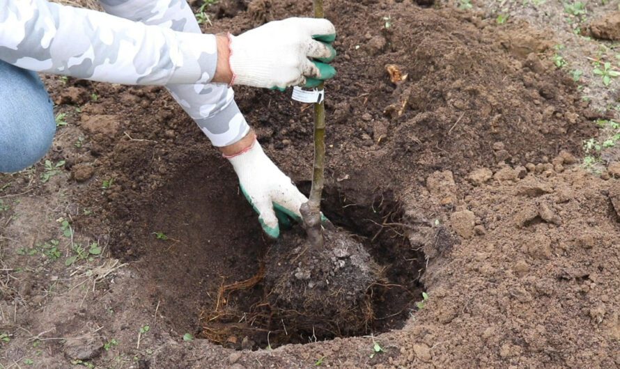 П’ять головних правил посадки дерев восени, щоб добре прижилися