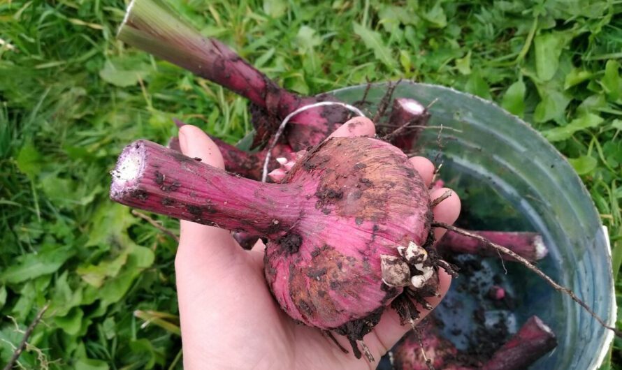 Коли саме слід викопувати гладіолуси восени, та як правильно їх зберігати