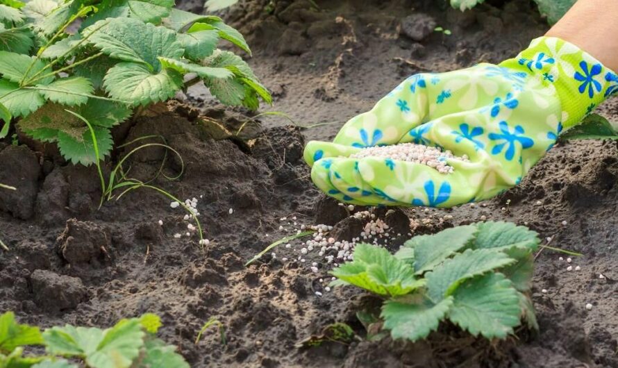 Полуниця восени: зробіть це, щоб у наступному році збирати врожай відрами