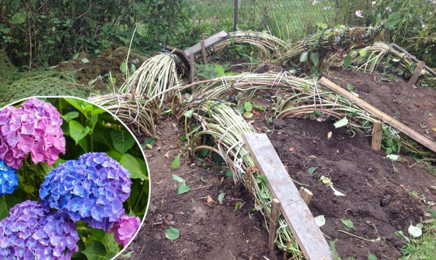 Як укрити гортензію на зиму правильно: прикрі помилки, які усі допускають