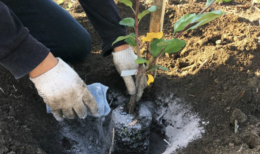 Ці рослини потрібно завжди садити восени: повний список ягідних чагарників та плодових культур