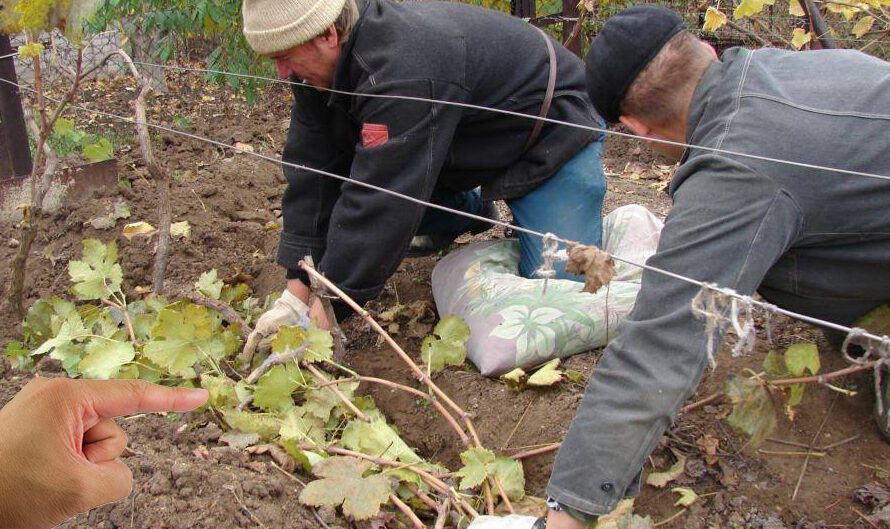 Чим краще вкривати виноград на зиму: хитрощі досвідчених господарів