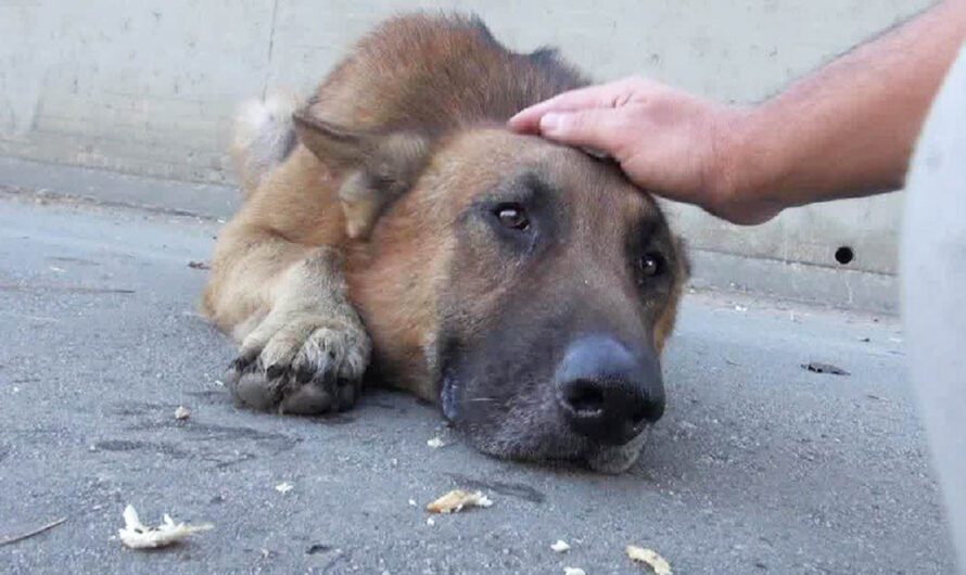 Як не можна гладити собаку, щоб не зашкодити йому. Беріть на замітку