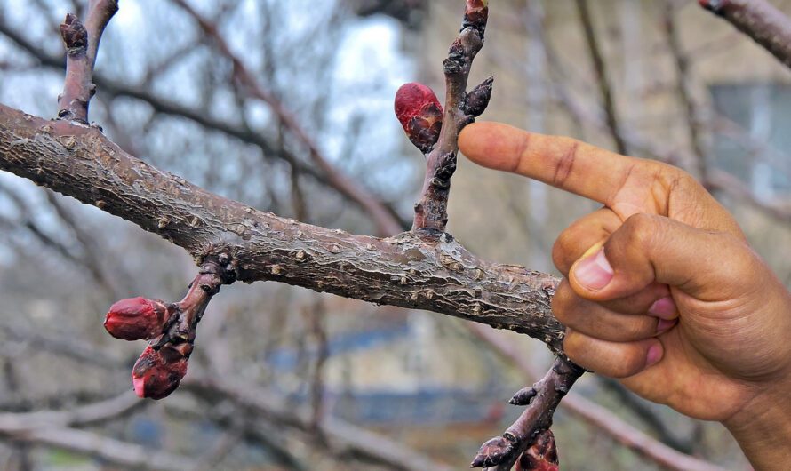 Чим страшні зимові відлиги для саду та городу. Корисно знати