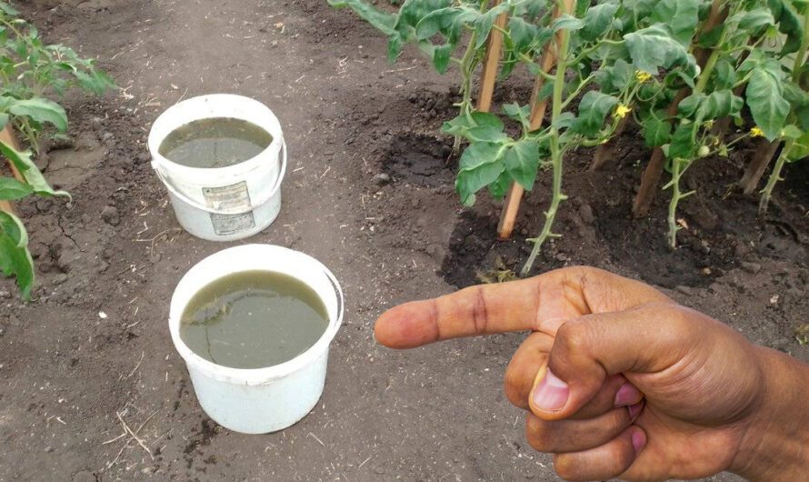 Помідори будуть великі та солодкі, якщо вчасно підживити їх цим розчином