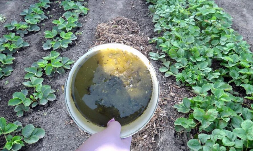 Полуниця буде велика та солодка, якщо її полити у квітні цим натуральним добривом