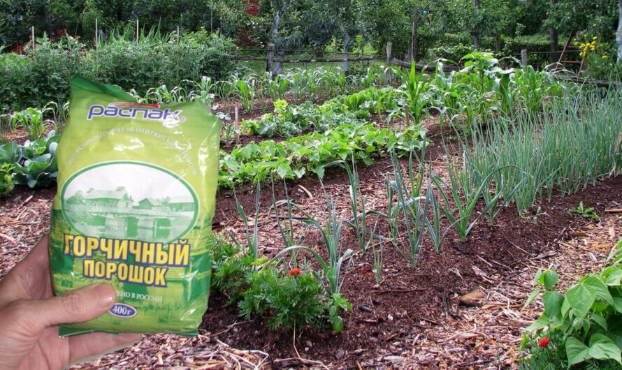 Як використовувати гірчичний порошок на городі, щоб не було шкідників