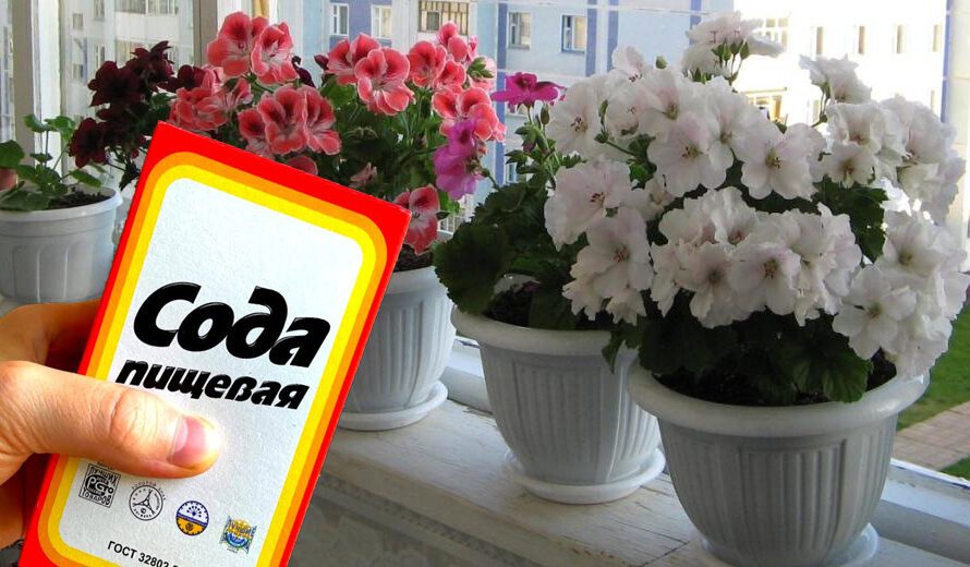 Як за допомогою соди, змусити квітнути усі кімнатні квіти. Секрети досвідчених господинь