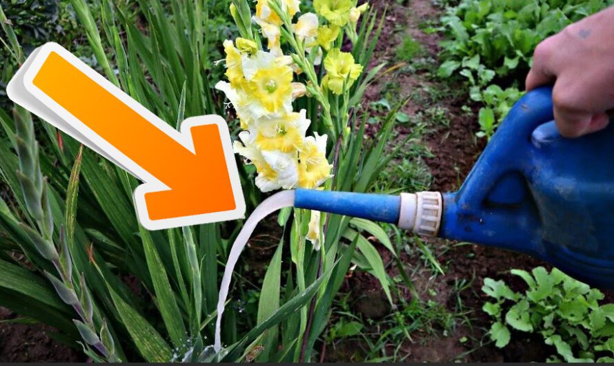 Підживлення гладіолусів у червні. Як правильно це робити та яке добриво використовувати