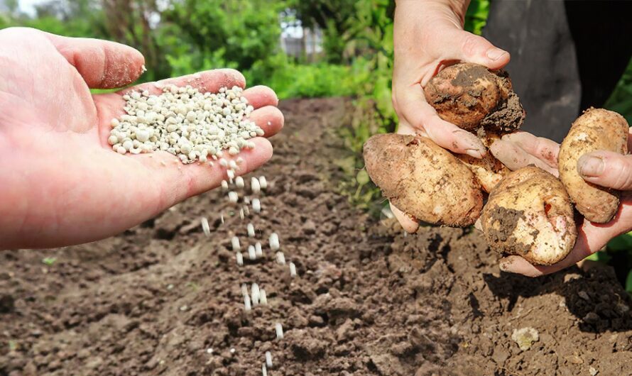 10 кілограмів картоплі з одного куща. Досвідчені городники поділились секретом