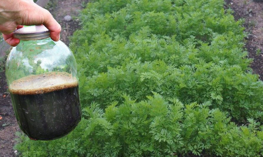 Добриво, яке допоможе отримати у двічі більший врожай моркви