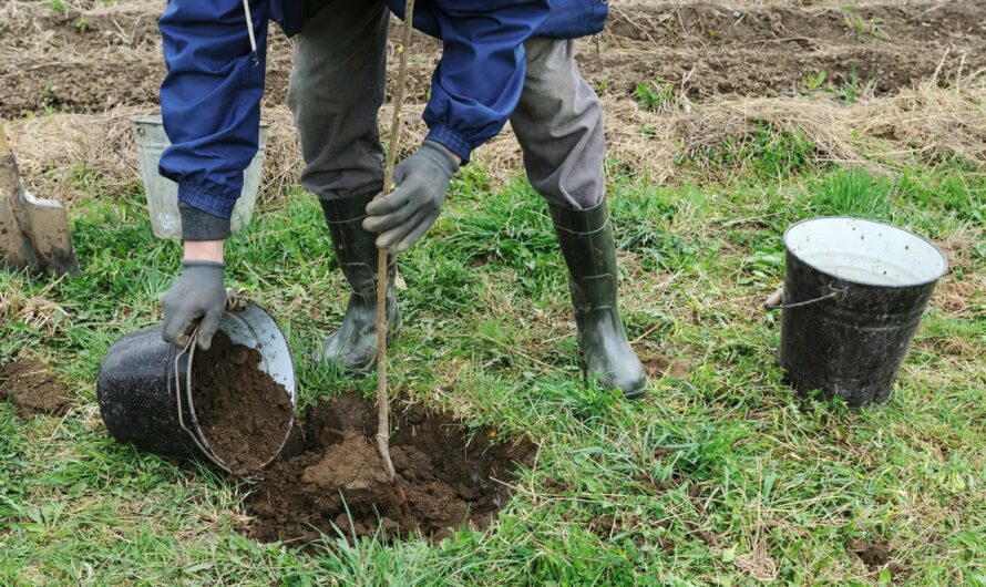 Які саме дерева слід садити восени, та як правильно це робити, щоб добре прижилися