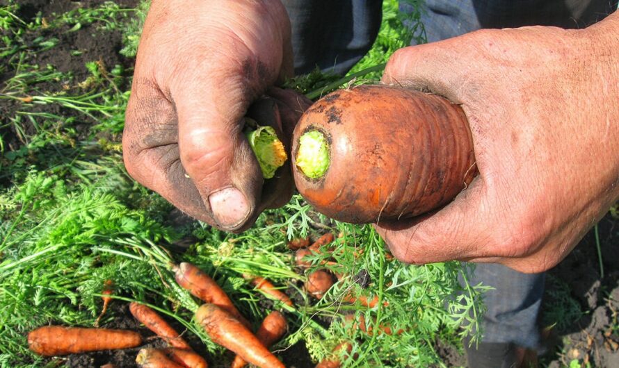 Як правильно готувати моркву до зберігання. 5 важливих правил