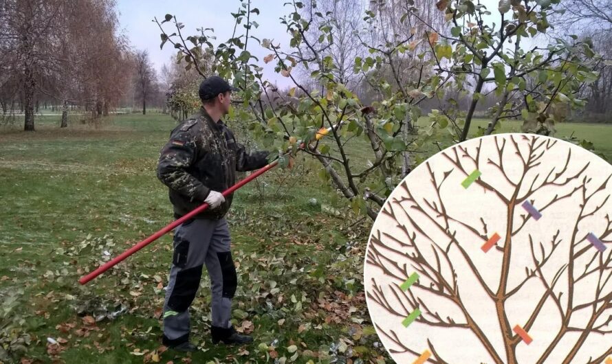 Які рослини потрібно обрізати восени, та як правильно це робити. Поради досвідчених садівників