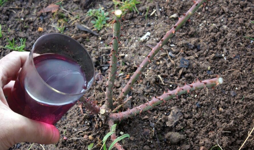 Яке добриво внести під троянди восени, щоб не вимерзли зимою