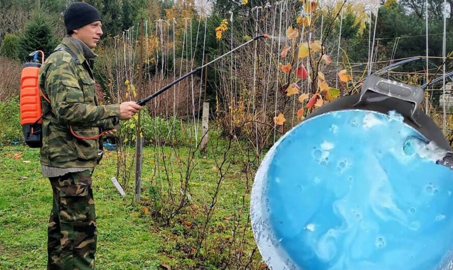 Розчин, яким потрібно обприскати виноград восени, щоб не хворів і не чіпали шкідники