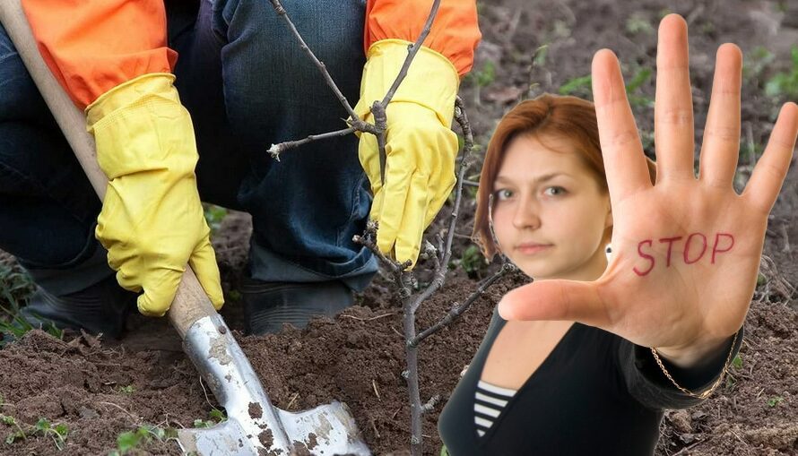 Які дерева та кущі не можна садити восени: погано приживаються та повільно ростуть