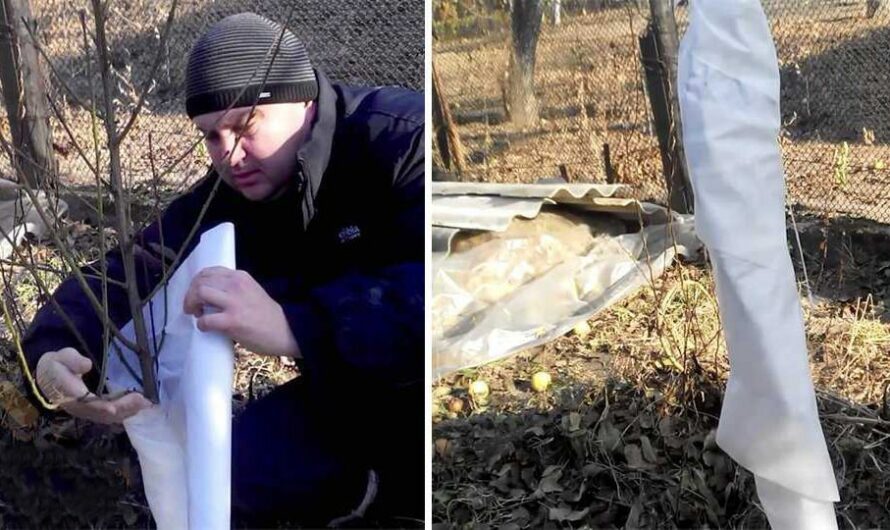 Не дайте персику замерзнути зимою. Як правильно підготовити дерево до холоду