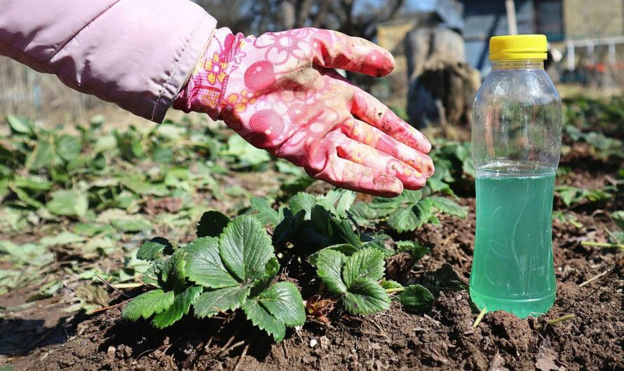 Встигніть до перших морозів підгодувати полуницю цим розчином, щоб гарно вродила у наступному році