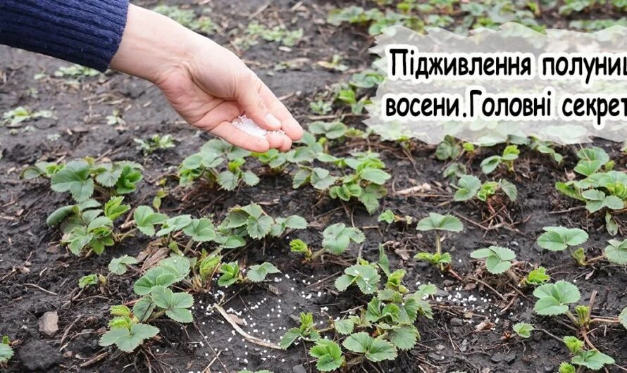 Добриво, яке потрібно внести під кущі полуниці у листопаді, щоб гарно вродила у наступному році
