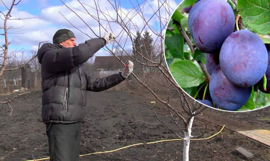 Обрізка сливи в кінці листопада. Головні секрети великого врожаю