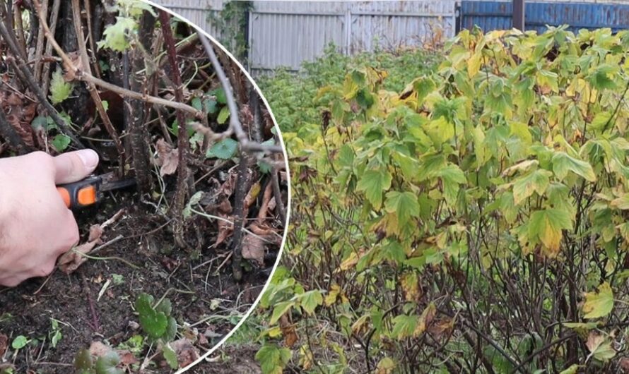 Ефективна підготовка смородини до зими. Встигніть зробити це, щоб не втратити кущі
