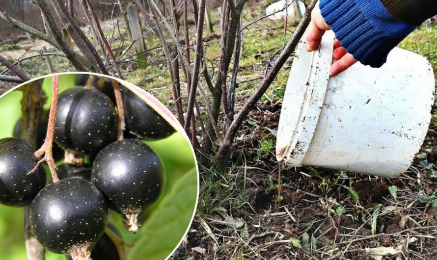 Підживлення чорної смородини у листопаді. 4 головні правила