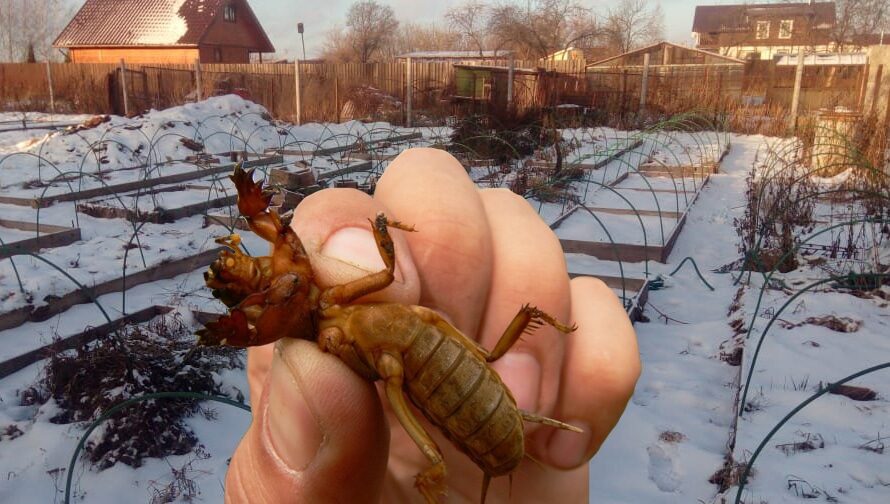 Що потрібно зробити зимою, щоб літом не бачити на городі капустянки. Городникам на замітку