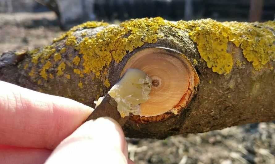 Чим замастити тріщина та зрізи на плодовому дереві, щоб не хворіло