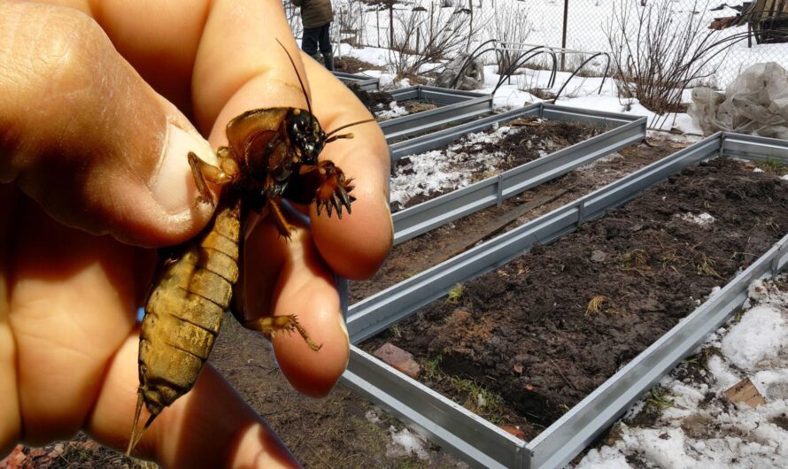 Що потрібно зробити зимою на городі, щоб літом не було ведмедки на ділянці