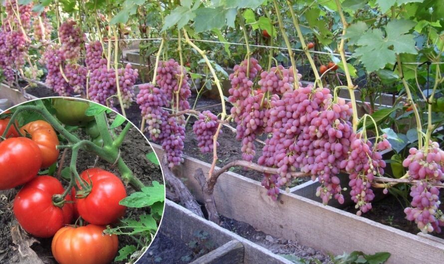 Рослини, які не варто садити біля винограду, щоб не втратити увесь врожай