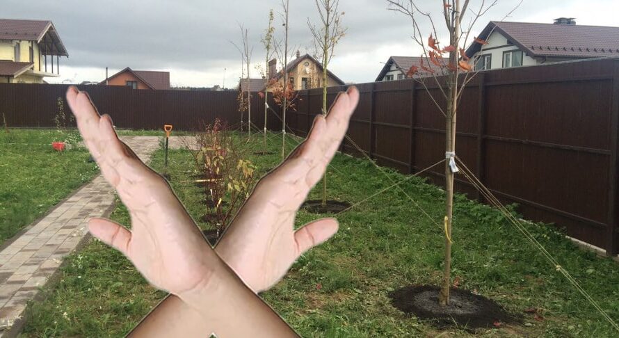 Дерева біля будинку: які можна садити, та які не варто. Запам’ятайте раз і назавжди