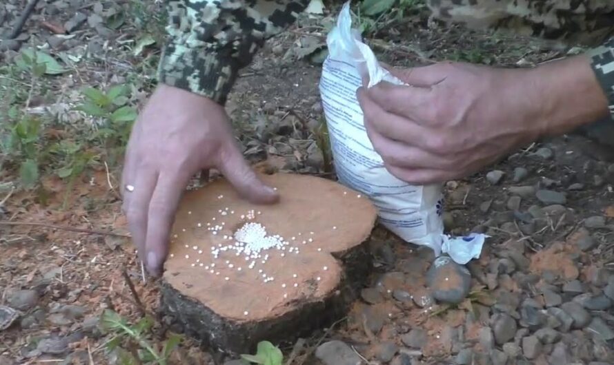 Як швидко позбутися від пнів без викорчування: ефективні методи