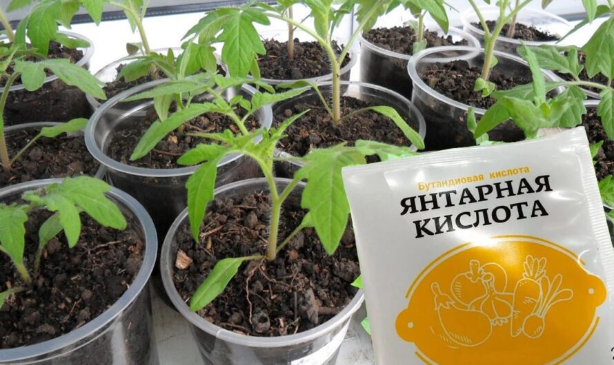 Як за допомогою янтарної кислоти, виростити гарну та міцну розсаду