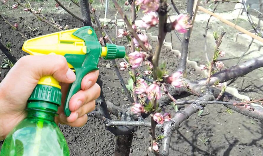 Що потрібно зробити з персиком після цвітіння, щоб захистити від грибкових захворювань