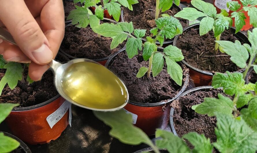 Натуральний та ефективний розчин для підживлення розсади. Росте як на дріжджах