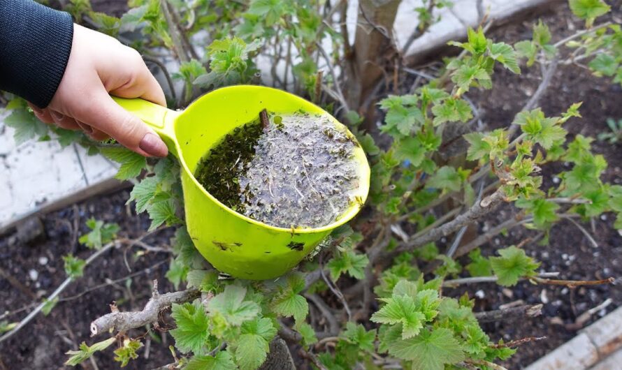 Як підгодувати смородину навесні, щоб начіплялось багато ягід