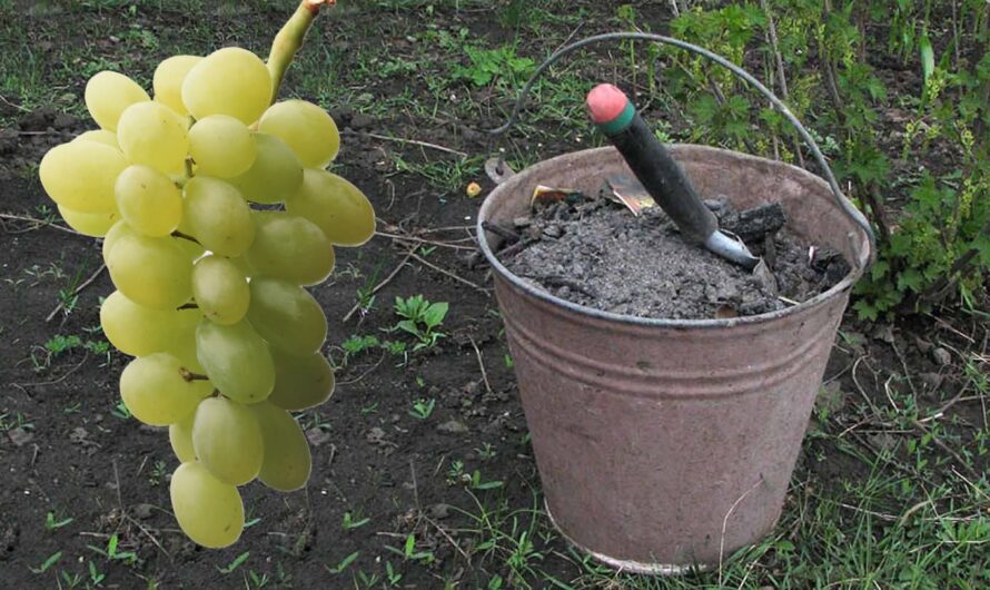Не забудьте підгодувати виноград весною. Яке саме добриво вносити, для гарного врожаю