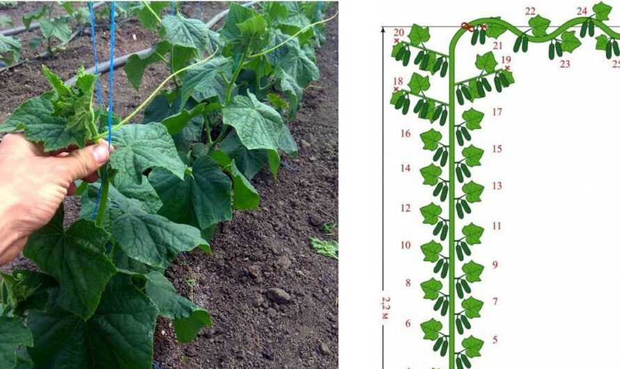 Як правильно формувати огірки, щоб давали великий врожай. Поради для городників