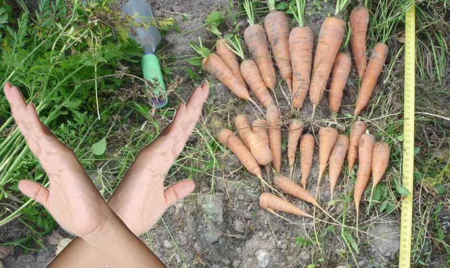 5 помилок, які не можна допускати під час вирощування моркви, бо виросте дрібною