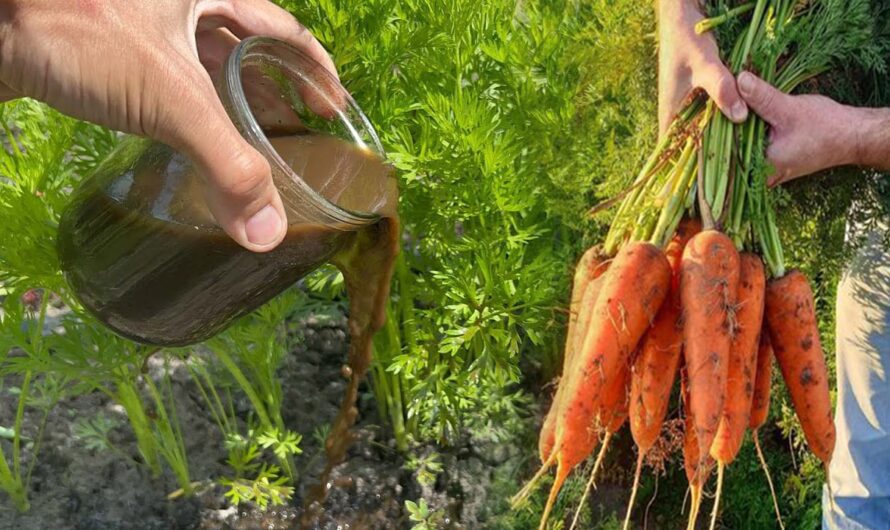 Добриво, яке потрібно дати моркві, щоб виросла велика та соковита