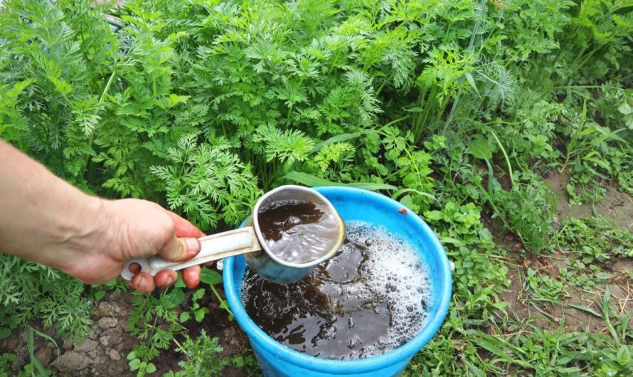 Коли та чим підживлювати моркву. Досвідчені агрономи дали пораду