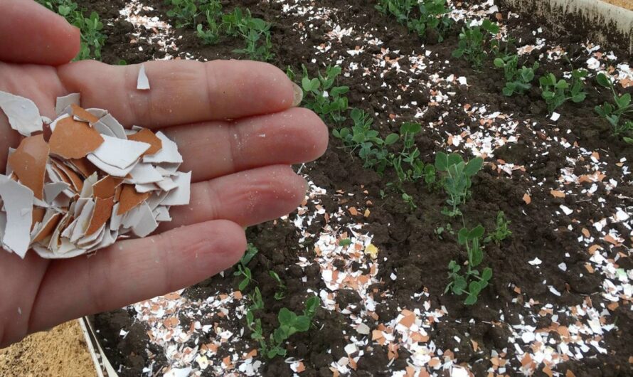 Розкидаємо яєчну шкарлупу по городу. Для чого та як правильно це роблять досвідчені агрономи