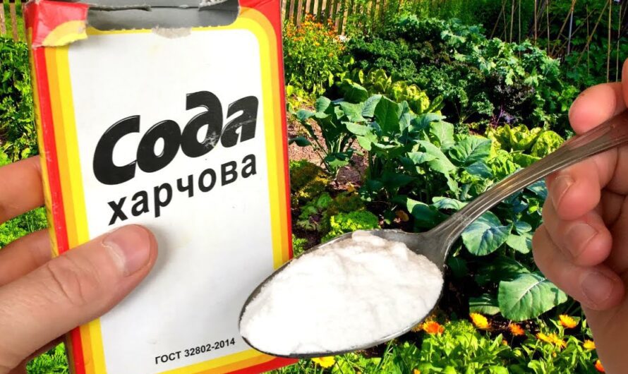 6 способів використання соди на городі. Збільшуємо врожай овочів