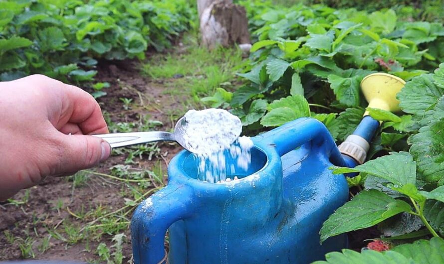 Чим підживити полуницю після збору врожаю, щоб в наступному році вродила ще краще