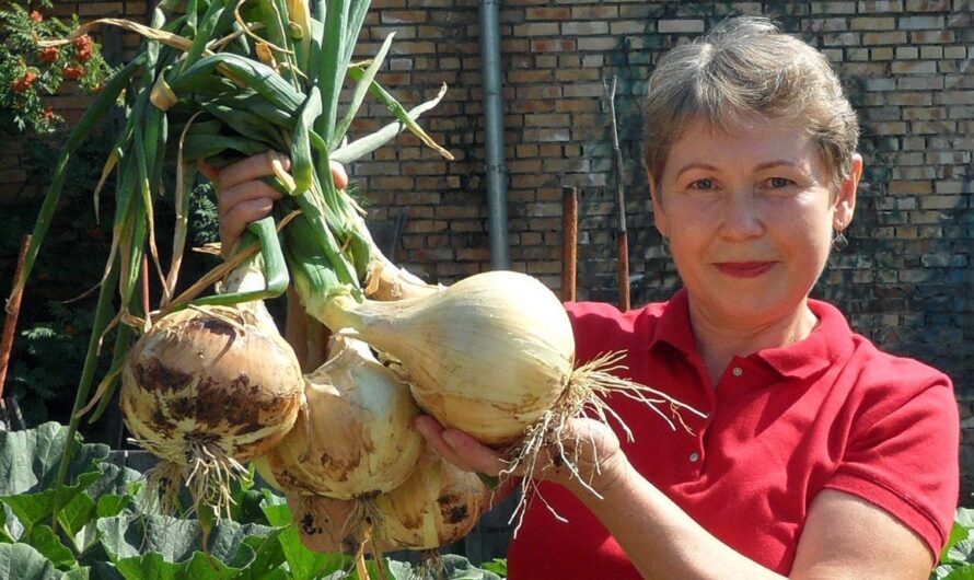 Коли збирати цибулю, та де зберігати, щоб долежала до весни