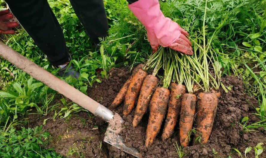 Коли і як збирати моркву, щоб довго зберігалася та не гнила